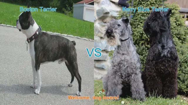Video thumbnail for Boston Terrier vs. Kerry Blue Terrier: A Comparison of Beloved Dog Breeds