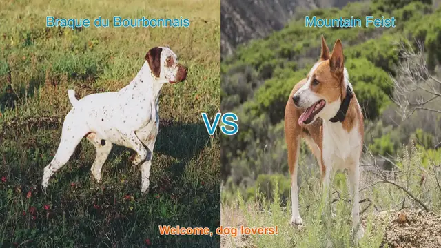 Video thumbnail for Braque du Bourbonnais vs. Mountain Feist: A Comprehensive Comparison