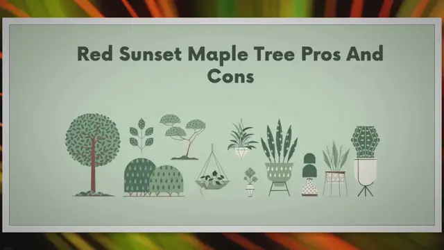 Video thumbnail for Exploring The Red Sunset Maple Tree Pros And Cons
