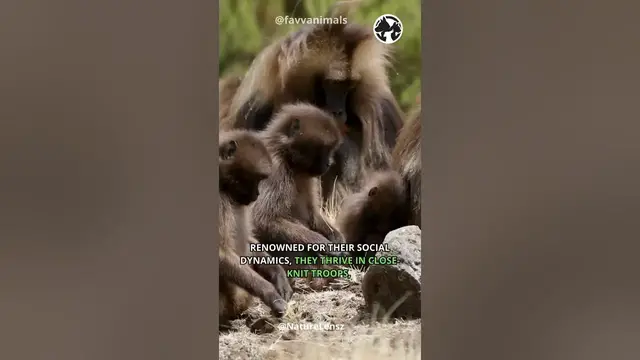 'Video thumbnail for Primates Unleashed: Adventures with Baboon #shorts #baboon'