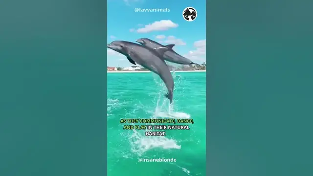 'Video thumbnail for Playful Interaction Between Dolphins and Swimmers #shorts #shortvideo'