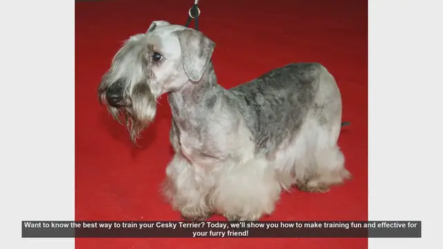 Video thumbnail for Effective and Fun Training Tips for Your Cesky Terrier