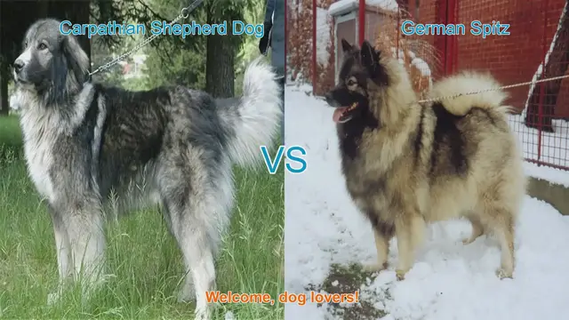 Video thumbnail for Carpathian Shepherd Dog vs. German Spitz: A Comparison of Two Beautiful Long-Hair Breeds