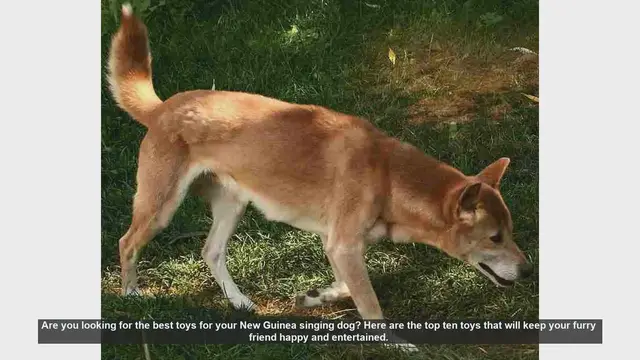 Video thumbnail for Top 10 Toys for Your New Guinea Singing Dog