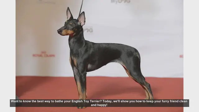 Video thumbnail for How to Bathe Your English Toy Terrier: Step-by-Step Guide