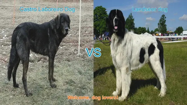 Video thumbnail for Castro Laboreiro Dog vs. Landseer Dog: A Comparative Guide
