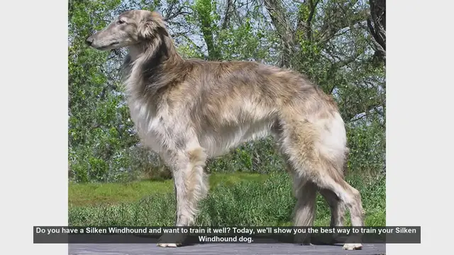 Video thumbnail for How to Train Your Silken Windhound: Tips and Techniques