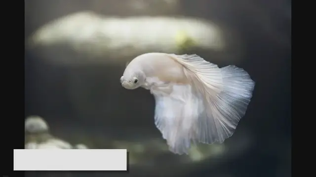 'Video thumbnail for Best Fish for Kids: Easy-to-Care-For Species for Children'