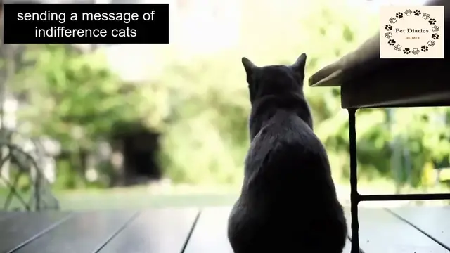 'Video thumbnail for Common Things that Sad Your Cat'