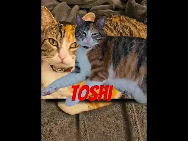 Video thumbnail for #toshi #elpersonajedelasemana