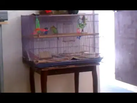 Video thumbnail for La pajara y el pajaro