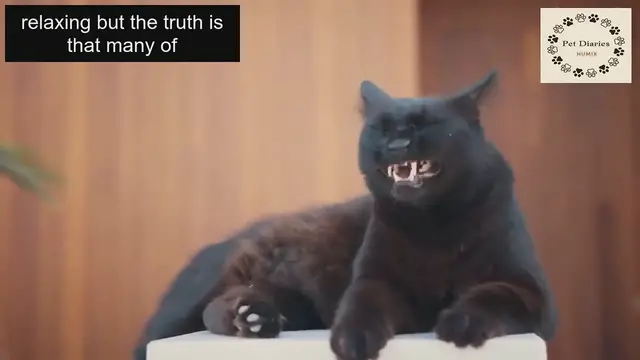 'Video thumbnail for Never do These 11 Things That Hurt Your Cat!'