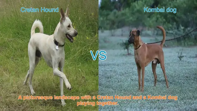 Video thumbnail for Comparing Cretan Hound and Kombai Dog: Origins, Traits, and Temperament