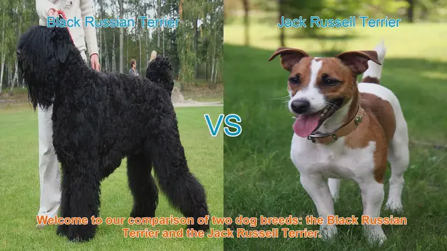 Video thumbnail for Comparing Black Russian Terrier vs. Jack Russell Terrier: Which Breed is Right for You?