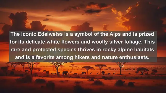 Video thumbnail for Exploring Austria's Botanical Treasures: Top 10 Native Flora Species