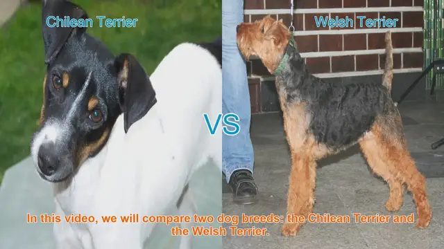 Video thumbnail for Chilean Terrier vs. Welsh Terrier: A Comprehensive Comparison