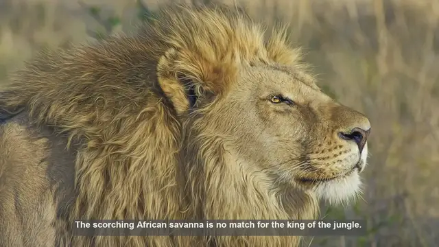Video thumbnail for 10 Cool Ways Lions Beat the Heat in the African Savanna