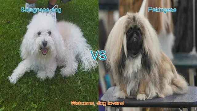 Video thumbnail for Bolognese vs. Pekingese: A Comparison of Charming Dog Breeds