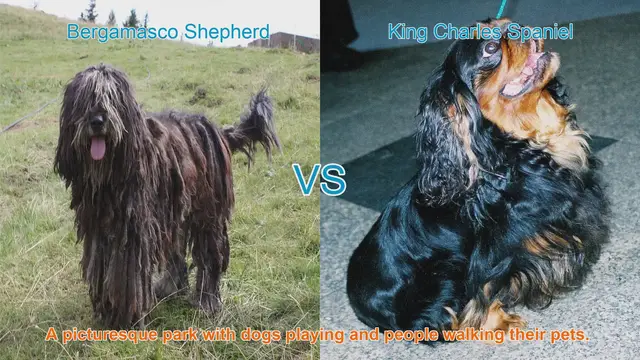 Video thumbnail for Bergamasco Shepherd vs. King Charles Spaniel: A Comparison of Long-Hair Dog Breeds