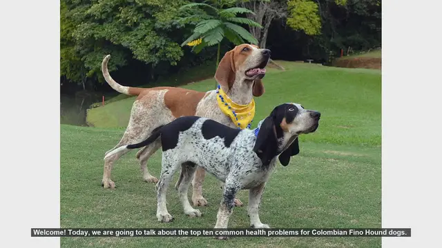 Video thumbnail for Top 10 Common Health Problems in Colombian Fino Hound Dogs