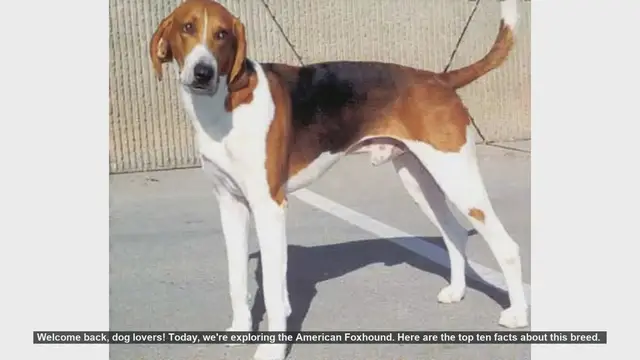Video thumbnail for Top 10 Fascinating Facts About the American Foxhound