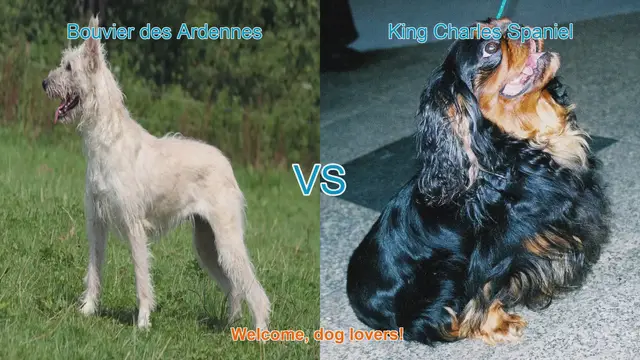 Video thumbnail for Bouvier des Ardennes vs. King Charles Spaniel: A Comprehensive Comparison