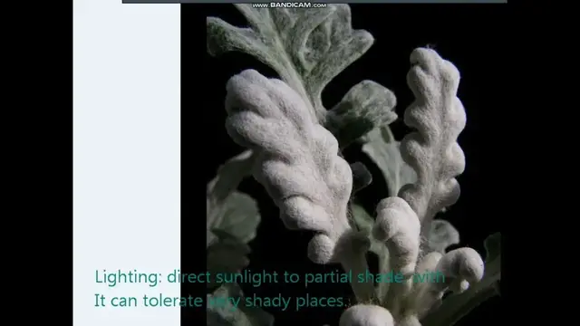 'Video thumbnail for dusty miller silver dust plant care sun sunlight'