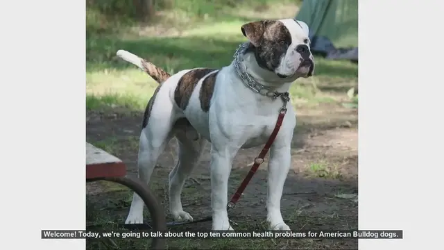 Video thumbnail for Top 10 Common Health Problems in American Bulldogs