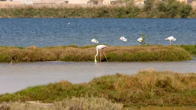 Video thumbnail for Flamingos in der Lagune von Salalah | Oman
