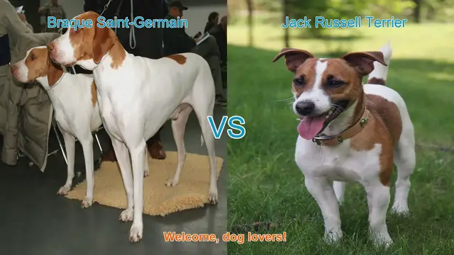 Video thumbnail for Braque Saint-Germain vs. Jack Russell Terrier: A Comparison for Dog Lovers