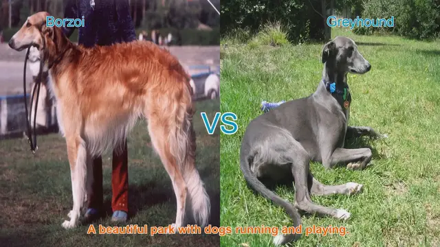 Video thumbnail for Borzoi vs. Greyhound: A Comparison of Elegant Long-Leg Dog Breeds