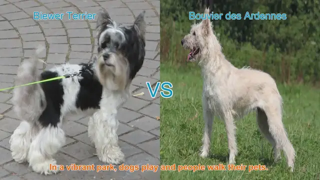 Video thumbnail for Biewer Terrier vs. Bouvier des Ardennes: A Comparison of Unique Dog Breeds