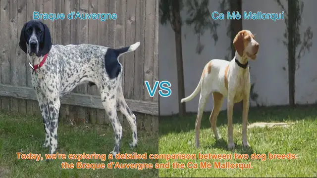 Video thumbnail for Braque d'Auvergne vs. Ca Mè Mallorquí: A Comprehensive Breed Comparison
