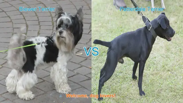 Video thumbnail for Biewer Terrier vs. Patterdale Terrier: A Comprehensive Comparison