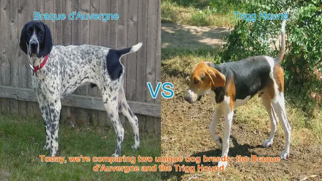 Video thumbnail for Braque d'Auvergne vs. Trigg Hound: A Comprehensive Comparison