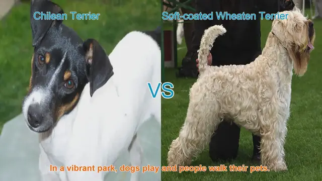Video thumbnail for Chilean Terrier vs. Soft-coated Wheaten Terrier: A Breed Comparison