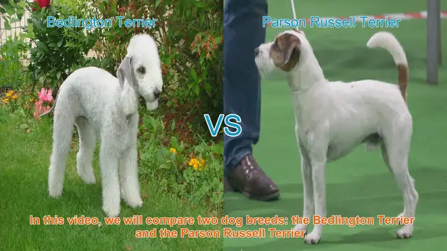 Video thumbnail for Bedlington Terrier vs. Parson Russell Terrier: A Comprehensive Comparison