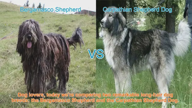 Video thumbnail for Bergamasco Shepherd vs. Carpathian Shepherd Dog: A Comparison of Two Remarkable Long-Hair Breeds