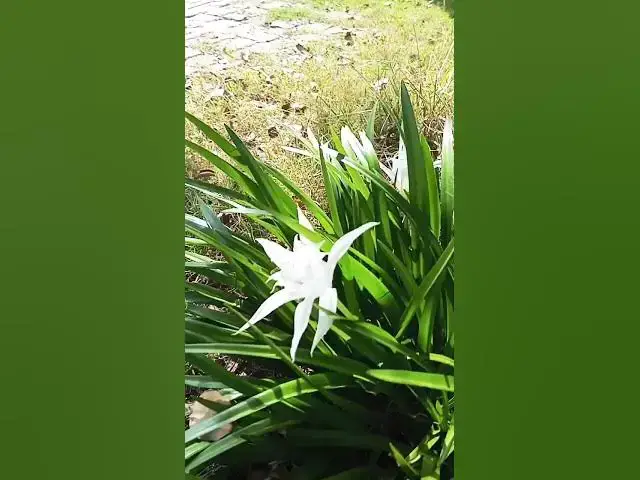 Video thumbnail for new trend 📈  #newmusic #music #newsong