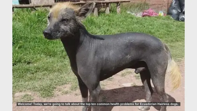 Video thumbnail for Top 10 Common Health Problems in Ecuadorian Hairless Dogs