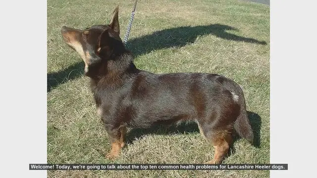 Video thumbnail for Top 10 Common Health Problems in Lancashire Heeler Dogs
