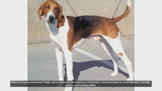 Video thumbnail for American Foxhound: Pros and Cons of This Energetic Breed
