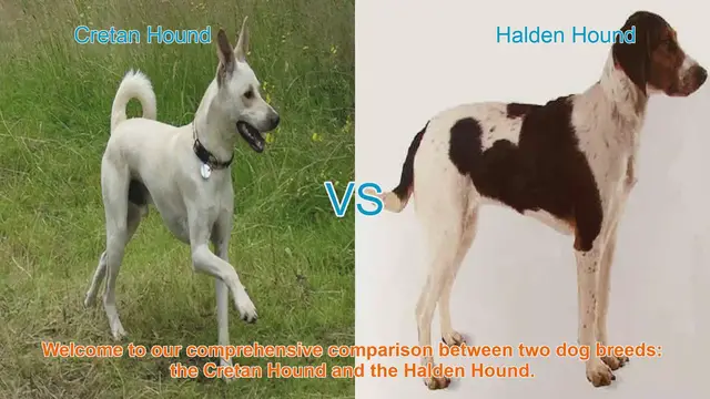 Video thumbnail for Cretan Hound vs. Halden Hound: A Comprehensive Breed Comparison