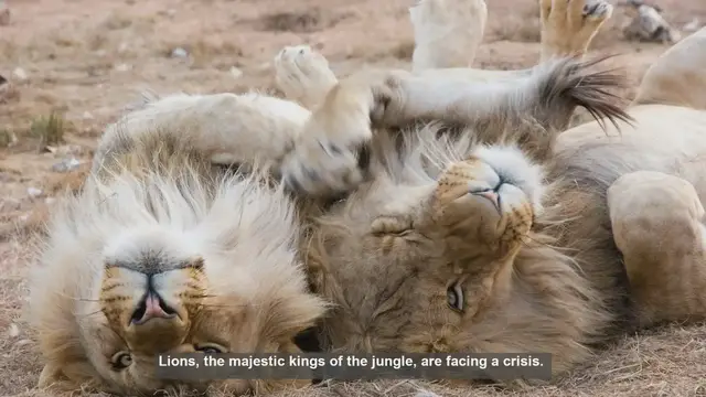 Video thumbnail for 10 Crucial Benefits of Lion Conservation