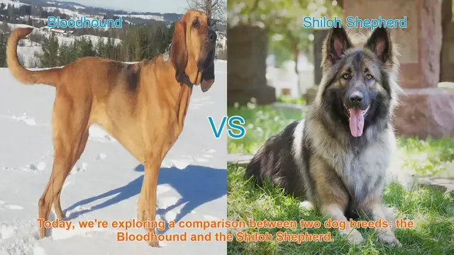 Video thumbnail for Bloodhound vs. Shiloh Shepherd: A Comprehensive Comparison