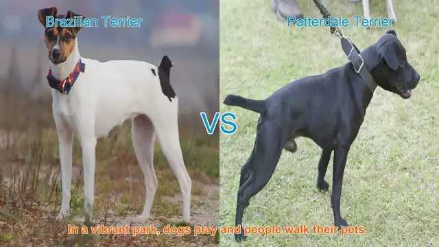 Video thumbnail for Brazilian Terrier vs. Patterdale Terrier: A Comparison of Energetic and Loyal Dog Breeds