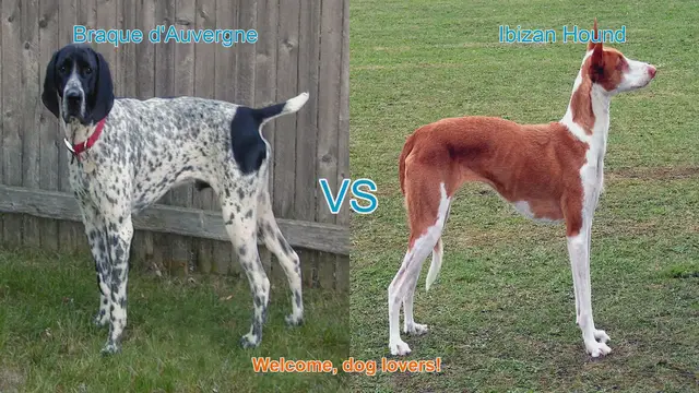 Video thumbnail for Braque d'Auvergne vs. Ibizan Hound: A Comparison of Two Unique Dog Breeds