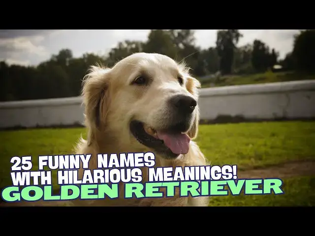 Video thumbnail for 25 Funny Names for Golden Retrievers with Hilarious Meanings! 🐾