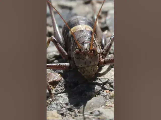 Video thumbnail for El #arte  de la #naturaleza #short #shorts #viral