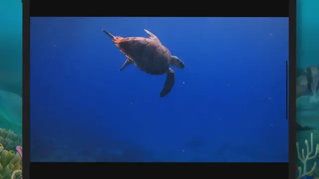 'Video thumbnail for Do Sea Turtles Bite? (The Surprising Truth)'